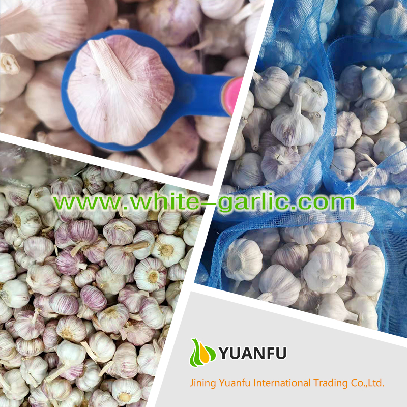 garlic exporters